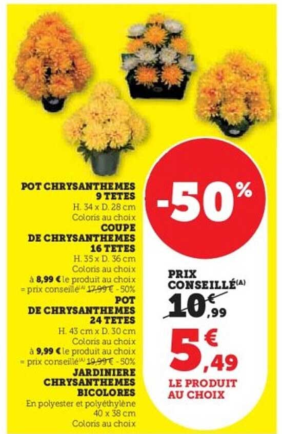 Pot de chrysanthèmes 24 têtes -50%