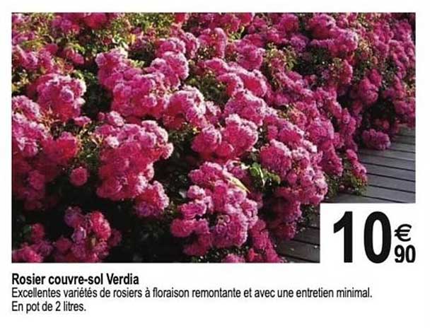Rosier couvre-sol Verdia