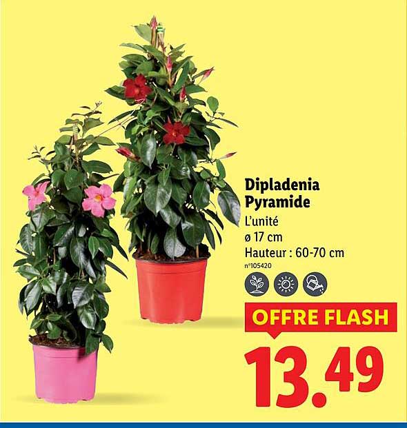 Dipladenia Pyramide