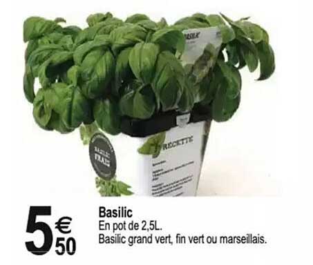 Basilic