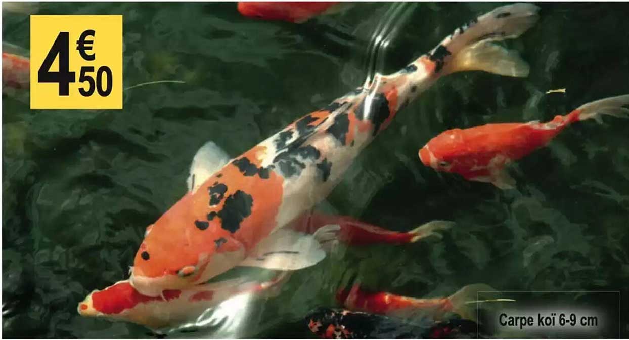 Carpe koi 6-9 cm