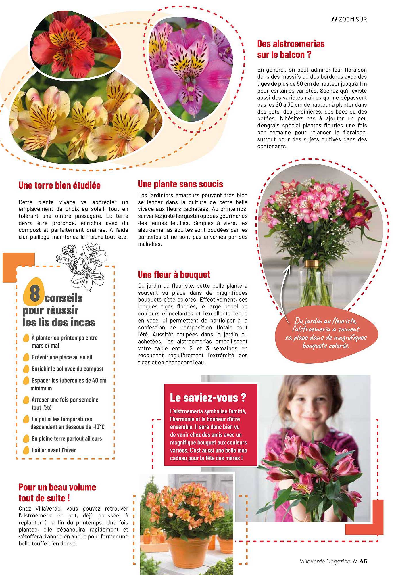 Des alstroemerias sur le balcon ?