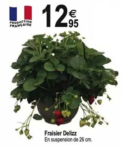 Fraisier Delizz