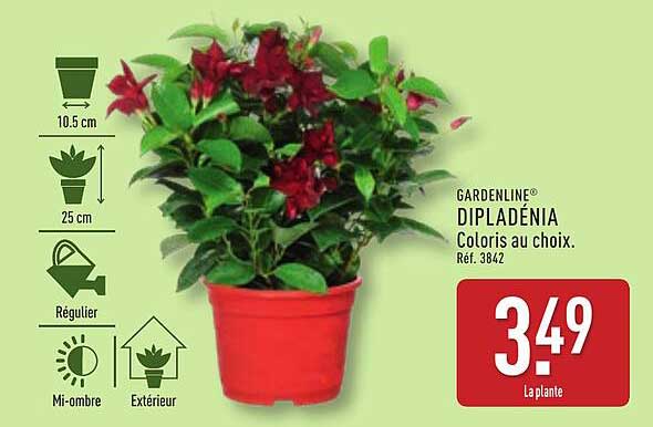 GARDENLINE® DIPLAĐENIA Coloris au choix.