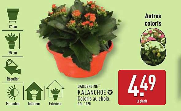 GARDENLINE® KALANCHOE Coloris au choix.