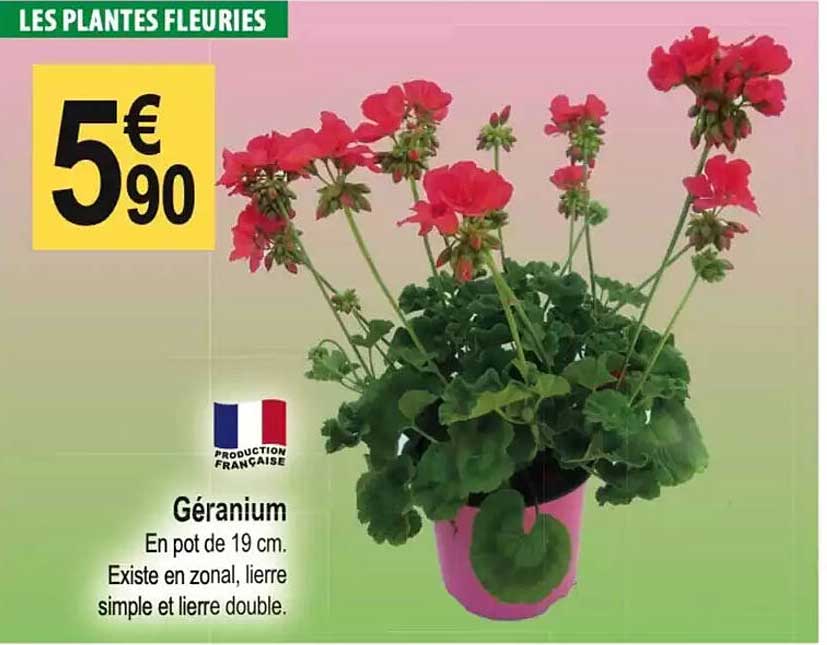 Géranium