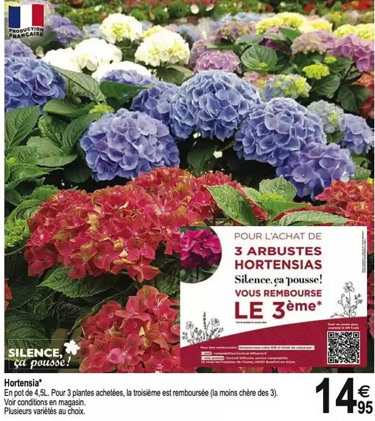 Hortensia*