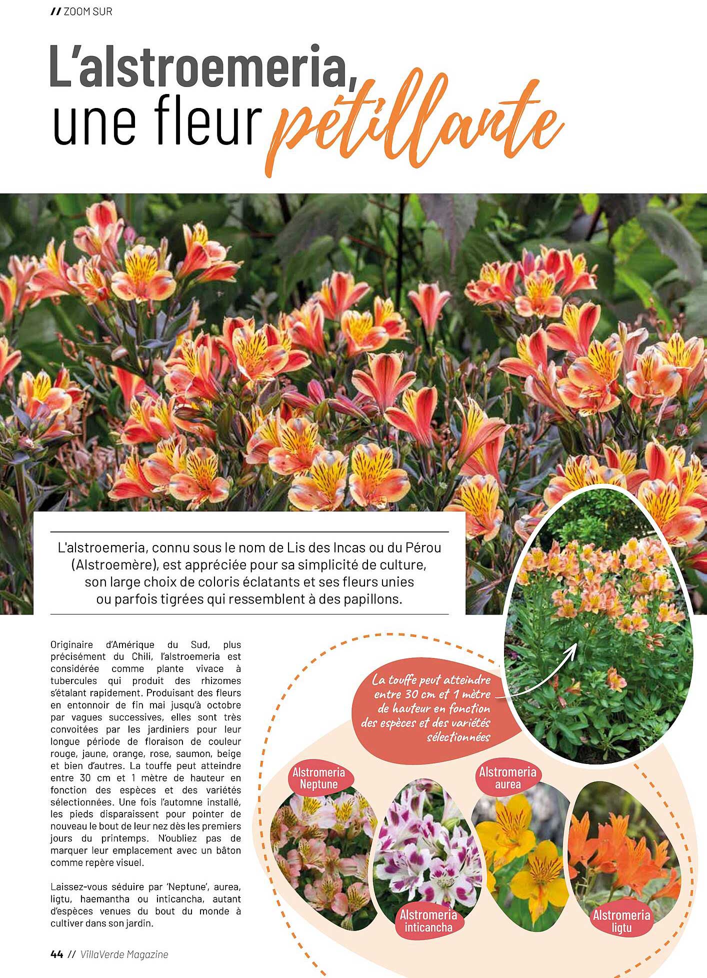 L'alstroemeria, une fleur pétillante