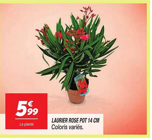 LAURIER ROSE POT 14 CM Coloris variés.