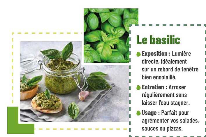 Le basilic