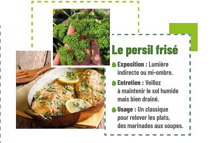 Le persil frisé