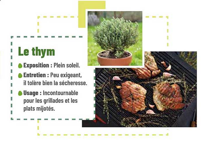 Le thym