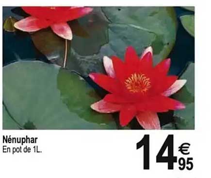 Nénuphar