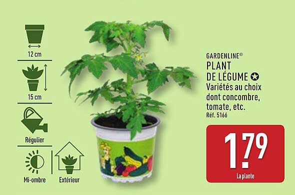 PLANT DE LÉGUME