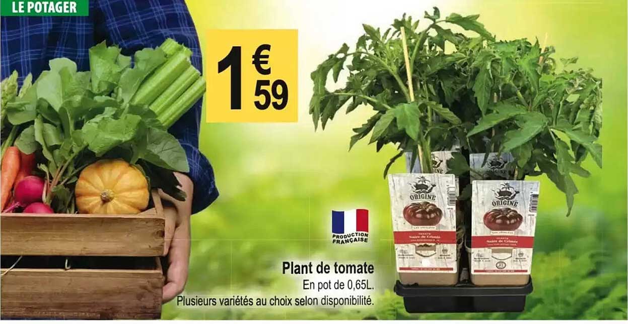 Plant de tomate