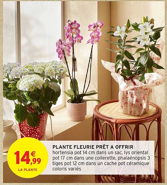 PLANTE FLEURIE PRÊT A OFFRIR