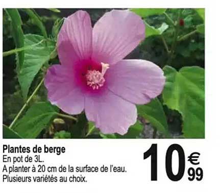 Plantes de berge