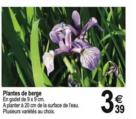 Plantes de berge