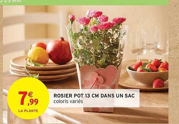 ROSIER POT 13 CM DANS UN SAC coloris variés