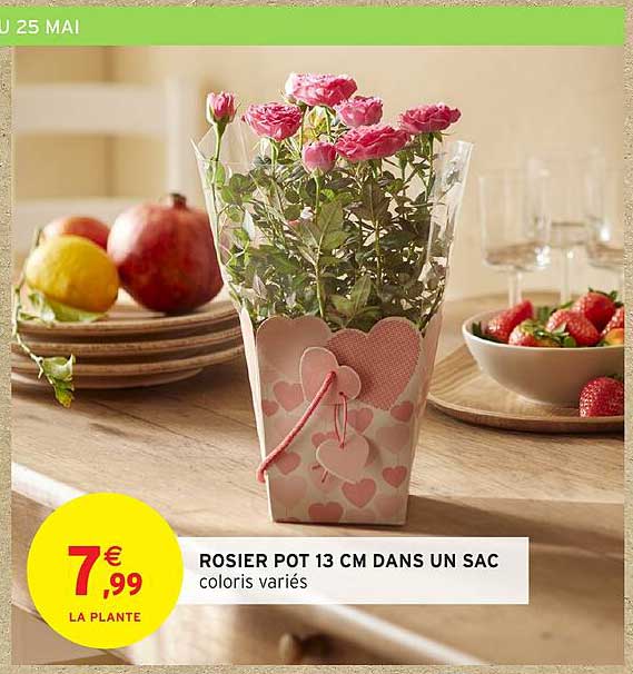 ROSIER POT 13 CM DANS UN SAC