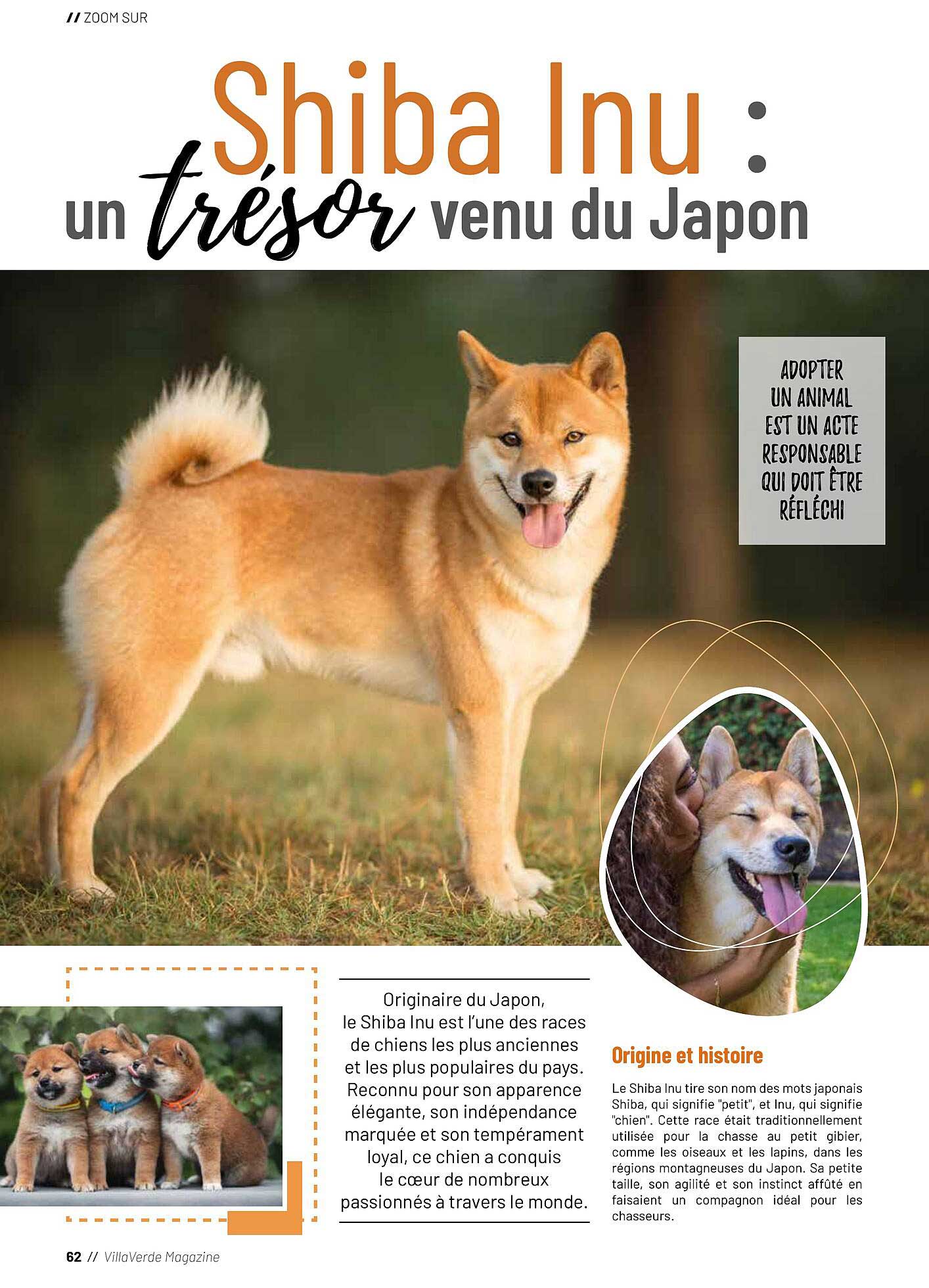 Shiba Inu : un trésor venu du Japon