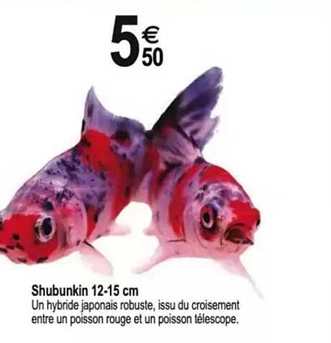 Shubunkin 12-15 cm