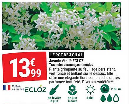 Jasmin étoilé ECLOZ