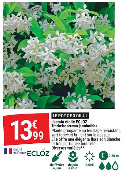 Jasmin étoilé ECLOZ Trachelospermum jasminoïdes