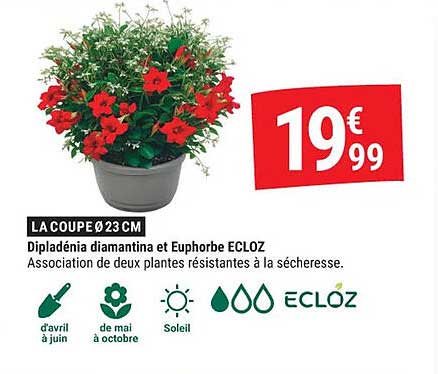 LA COUPE Ø 23 CM Dipladénia diamantinata et Euphorbe ECLOZ