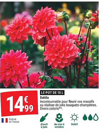 LE POT DE 10 L Dahlia Incontournable pour fleurir vos massifs ou réaliser de jolis bouquets champêtres. Divers coloris**.