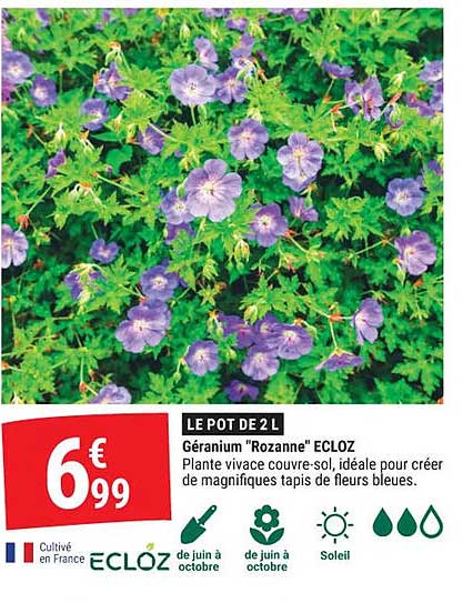 LE POT DE 2 L Géranium "Rozanne" ECLOZ