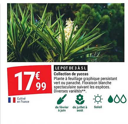 LE POT DE 3 À 5 L Collection de yuccas