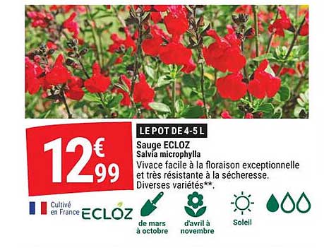 Le pot de 4-5 L Sauge ECLOZ Salvia microphylla