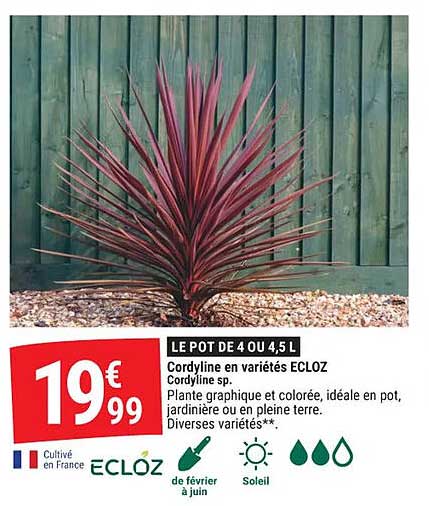LE POT DE 4 OU 4.5 L
Cordyline en variétés ECLOZ
Cordyline sp.