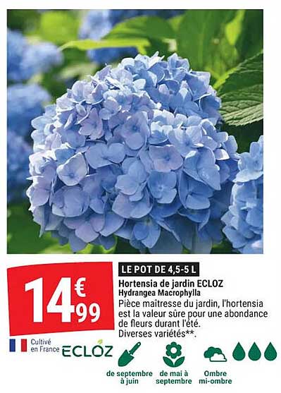 LE POT DE 4,5-5 L Hortensia de jardin ECLOZ Hydrangea Macrophylla
