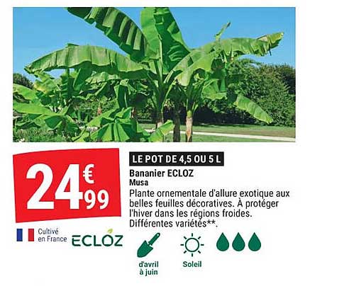 LE POT DE 4,5 OU 5 L Bananier ECLOZ