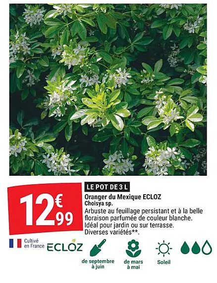 Oranger du Mexique ECLOZ Choisya sp.