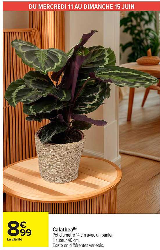 Calathea(h) - Pot diamètre 14 cm avec un panier