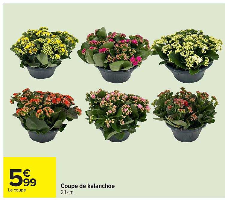 Coupe de kalanchoe