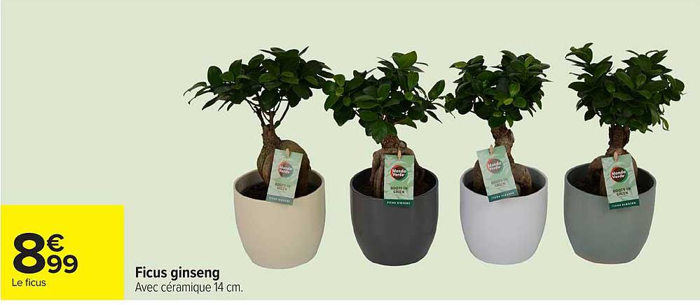 Ficus ginseng