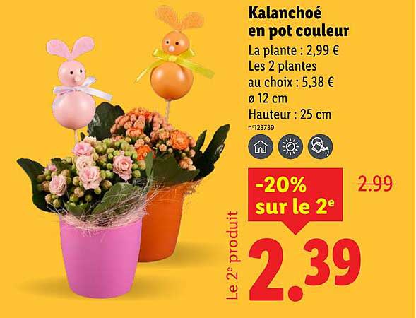 Kalanchoé en pot couleur