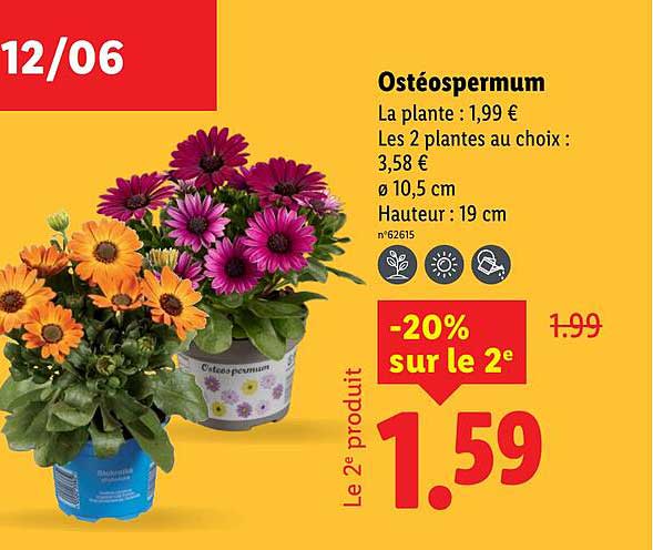 Ostéospermum