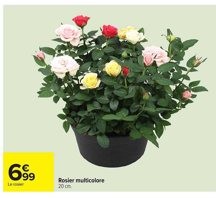 Rosier multicolore