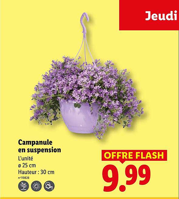 Campanule en suspension