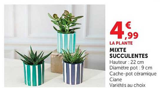 LA PLANTE MIXTE SUCCULENTES