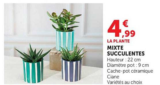 LA PLANTE MIXTE SUCCULENTES