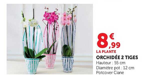 LA PLANTE ORCHIDÉE 2 TIGES