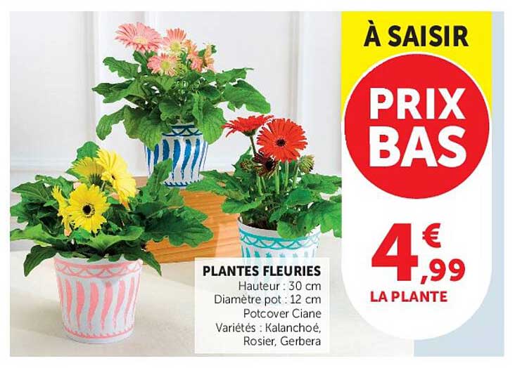 PLANTES FLEURIES