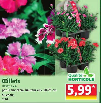 Œillets clayette x 4