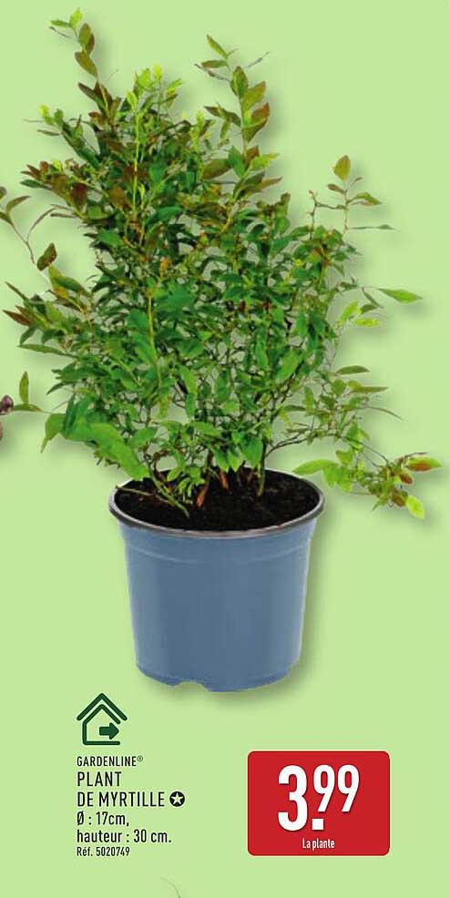 PLANT DE MYRTILLE Ø 17cm, hauteur: 30 cm.